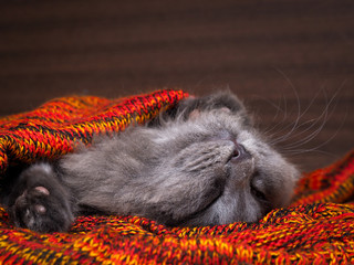 Cute gray cat sleeping wonderful in the bright red blanket
