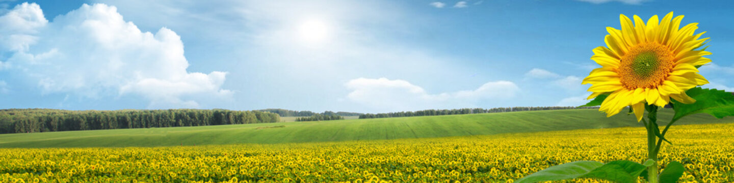 Banner for the site, a field of sunflowers.