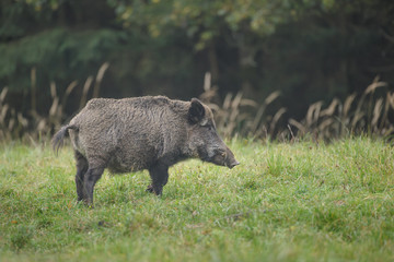 Naklejka na ściany i meble Wild boar in open meadow