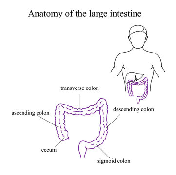 Anatomy of the Large Intestine. Medical Illustration
