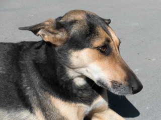 Close-up portrait of homeless stray dog laying on the street