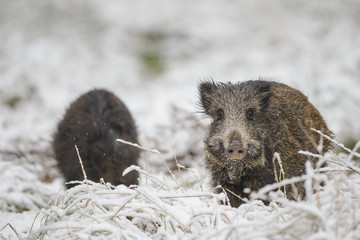 You wild boars in winter