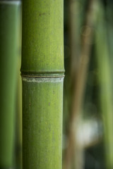 Obraz premium I bamboo