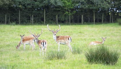 Fallow Deer