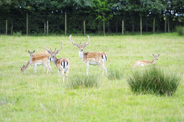 Fallow Deer