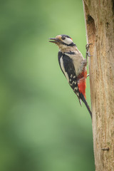 Male great spotted woodpecker