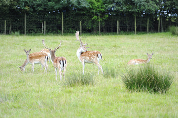 Fallow Deer
