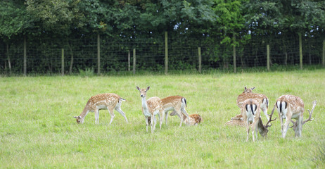 Herd of Fallow Deer