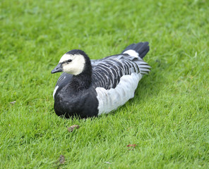 Barnacle Goose