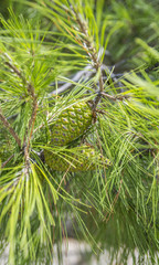 PINE