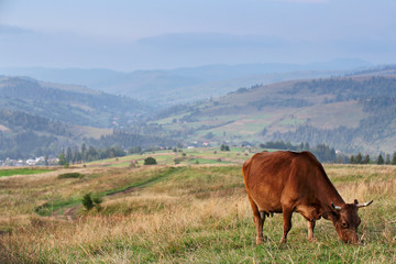 Fototapeta na wymiar Cows on a mountain pasture. Autumn hills