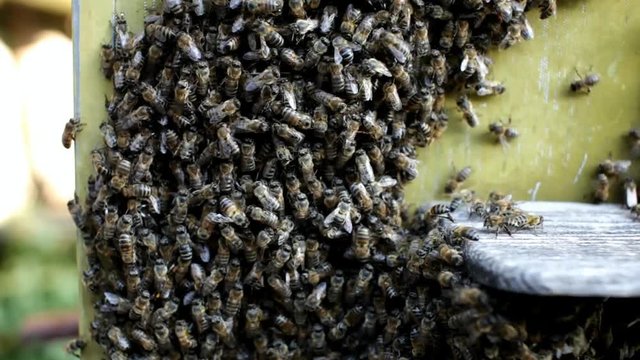 bees collecting honey