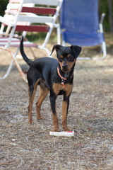 pinscher puppy playing with a toy