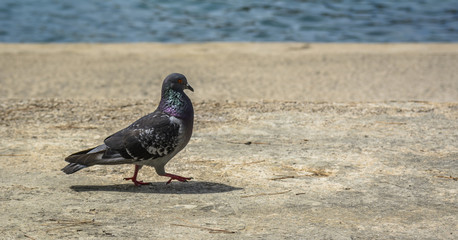 PIGEON