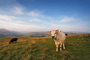 Cows on a mountain pasture. Autumn hills