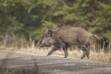 Wild boar crossing a forest road