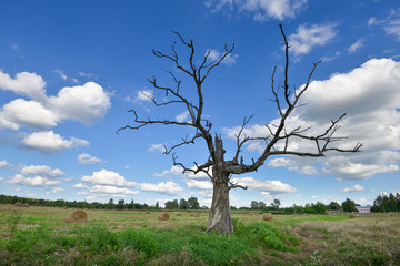Fototapeta na wymiar dried-up tree summer