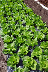 plantation agricoles