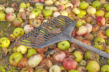 Rake on rotten apples in a garden, autumn cleaning concept.