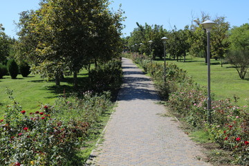 path with lanterns in the park
