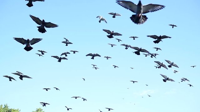 a beautiful flock of pigeons circling in the sky