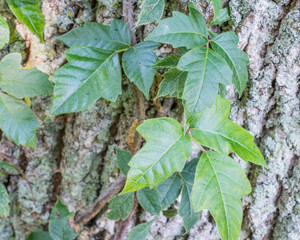 Poison Ivy On Tree Trunk