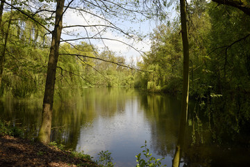 Fototapeta na wymiar Sommerlicher See im Wald
