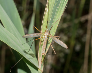 Crane Fly Perched on a Grass Stem