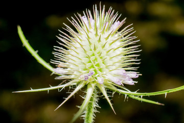 Thistle Blossom