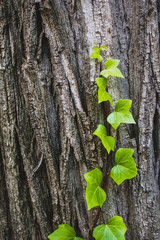 Ivy growing upwards on a log