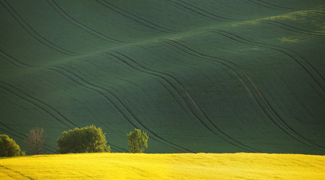 Yellow rapeseed field and green hills