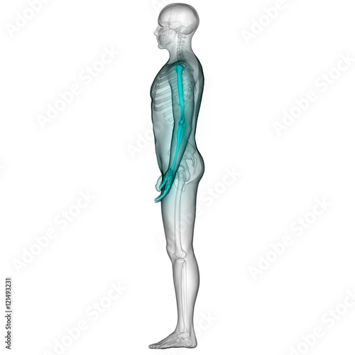 "Human Body Skeleton Bones Anatomy (Hand Joints)" Stock photo and