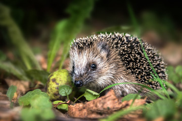 little young hedgehog (Erinaceus europaeus) in autumn forest looking for food