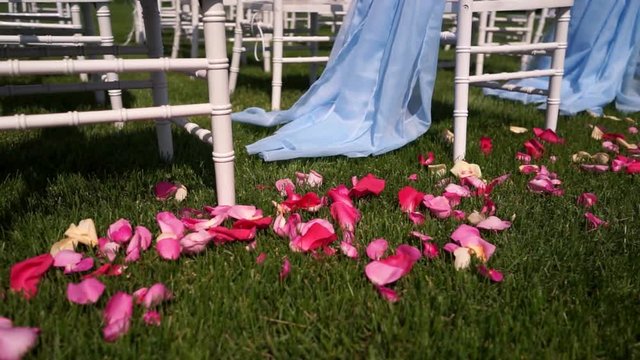 White rose petals for wedding ceremony in the open countryside , in nature , summer , warm weather.