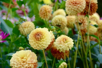 Dahlien - Dahlia - Blumen im Spätsommer