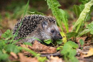 young hedgehog (Erinaceus europaeus) in autumn looking for food - obrazy, fototapety, plakaty