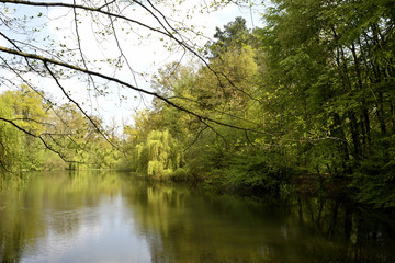 See im Sommer an einem Wald