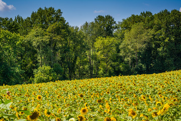 Obraz premium Sunflower field in Jarrettsville, Maryland.