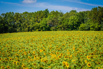 Fototapeta na wymiar Sunflower field in Jarrettsville, Maryland.