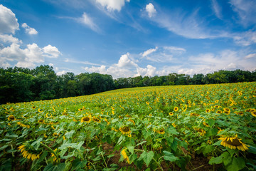 Fototapeta na wymiar Sunflower field in Jarrettsville, Maryland.