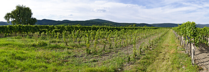 Fototapeta na wymiar Panorama eines Weingartens