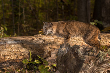 Bobcat (Lynx rufus) Poses on Log
