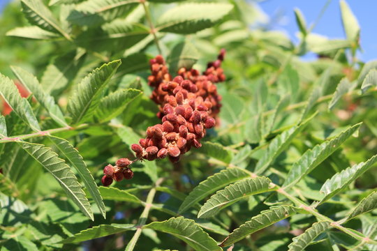 Sumac tanning (Rhus coriaria) deciduous tree or shrub