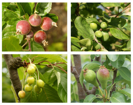 collage of four young fruitlets on the trees