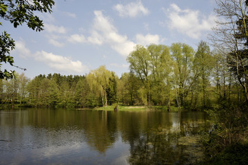 Fototapeta na wymiar Waldsee im Sommer