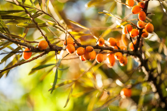 Sanddorn (Hippophae rhamnoides)