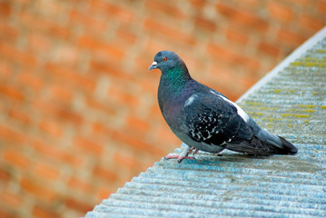 image of dove on the roof close-up