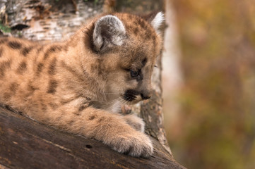 Female Cougar Kitten (Puma concolor) Looks Down From Tree