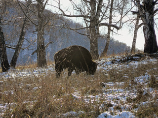 Lone wild bison grazing in the forest