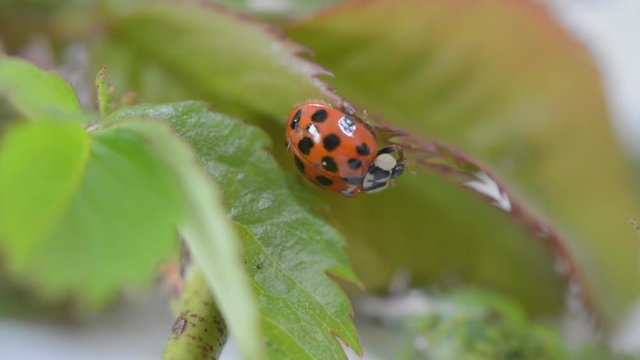 ladybug having a wash and clean up on a rose leaf